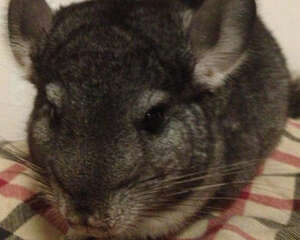 龙猫软便的原因