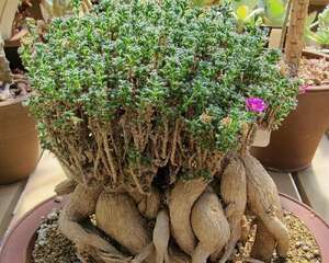 姬红小松 Trichodiadema bulbosum