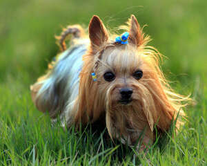 约克夏多少钱一只