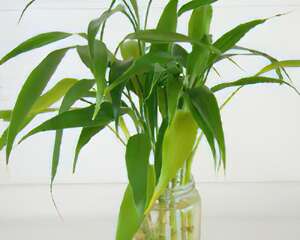 水养富贵竹的养护知识（图）