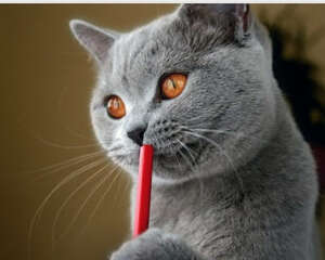 猫咪可以尝出不同味道吗