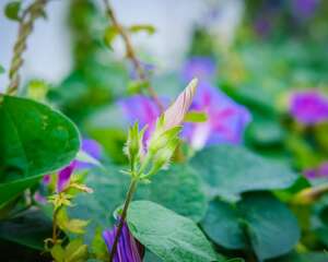 牵牛花价格，牵牛花的图片