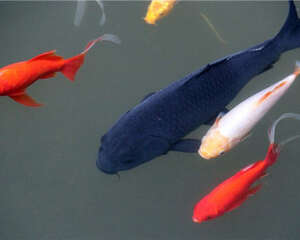 锦鲤可以吃的饲料有哪些