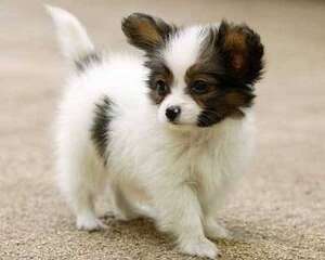 什么样的蝴蝶犬才算是纯种的？