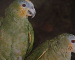 圣文生亚马逊鹦鹉