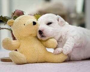 小奶狗吃撑了怎么办?