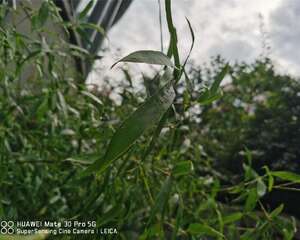 竹子的枝丫有什么作用