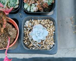 多肉植物怎么浇水