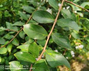 紫薇花盆景怎么造型