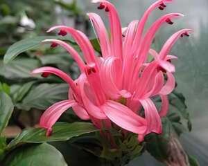 珊瑚花花之语