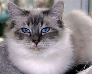 伯曼猫掉毛怎么办？