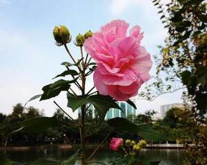 木芙蓉花的养殖方法和注意事项