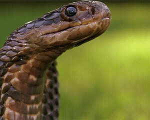 森林眼镜蛇的品种简介
