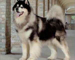 阿拉斯加雪橇犬和哈士奇的区别