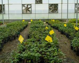 消灭小飞虫的方法