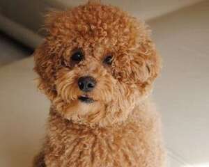 养泰迪一个月要花多少钱