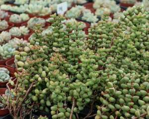 立秋这么晒太阳，怪不得多肉晒一盆死一盆！