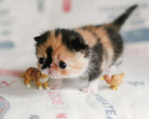 猫猫多久剪一次趾甲