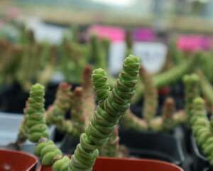钱串烂根怎么办