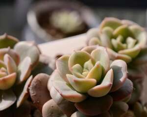 妮可莎娜（锦牡丹）Echeveria nicksana