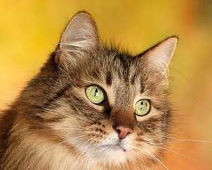 为什么现在的猫咪怕老鼠