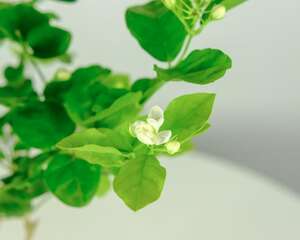 非州茉莉什么时候开花