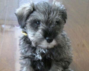 雪纳瑞选购时要注意什么？