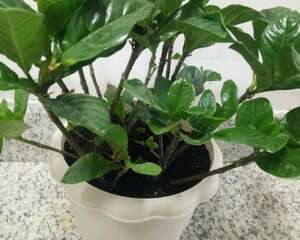 栀子花叶子干枯怎么办