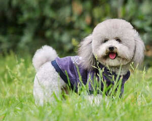 贵宾眼屎多是怎么回事