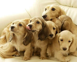 宠物多大适合做绝育手术