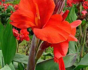 金栗兰的花语：隐约之美