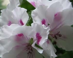 天竺葵王族图片