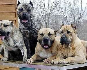 西班牙加纳利犬的品种介绍