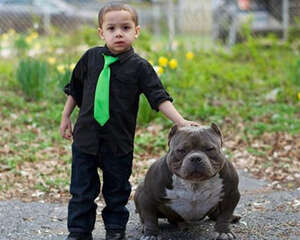 真正属于男人的犬——美国恶霸犬