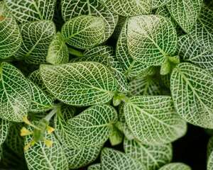 网纹草的上盆种植方法