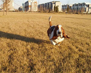 巴吉度猎犬的形态特征