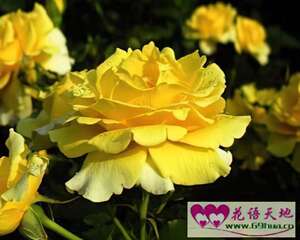 黄色蔷薇的花语：永恒的微笑