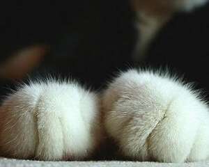 带你了解猫咪脚掌的秘密