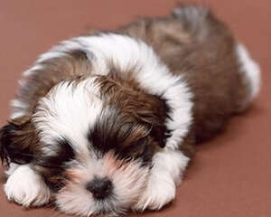 如何安排好狗狗进食