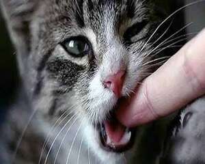被家里猫抓伤出血十日观察法