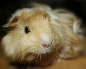 如何为荷兰猪剪指甲