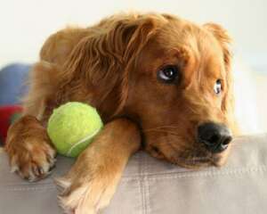 金毛狗狗有皮屑怎么办