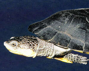 观赏龟养护之范氏蟾龟