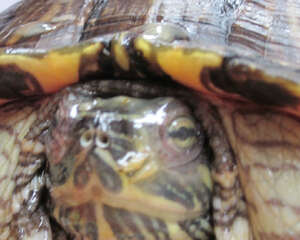 宠物龟眼部腐皮与白眼病的鉴别诊断