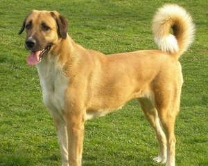 狗狗有皮屑的原因及处理方法