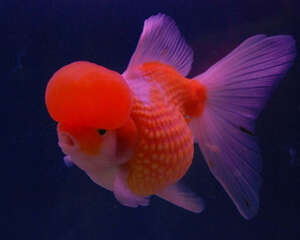 金鱼的饲养环境要求