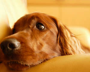 哪些液体应尽量远离狗狗