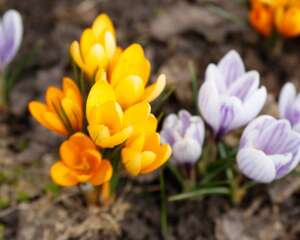 番红花秋天怎么养