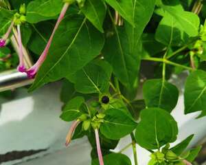 紫茉莉可以种在花盆里吗