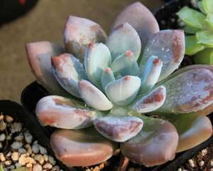 奥普琳娜 x Graptoveria ‘Opalina’